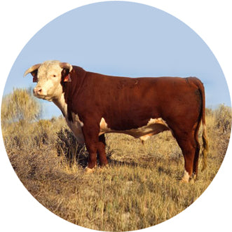 BULL02