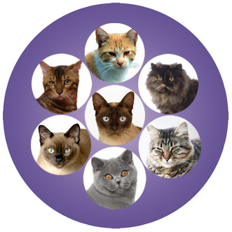 CAT01