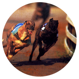 DOG07