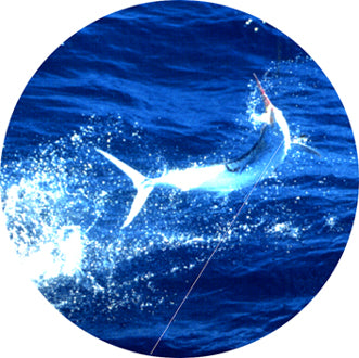 FISH01