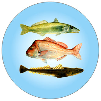 FISH02