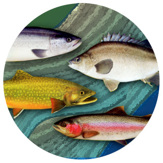 FISH07