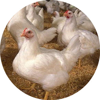 FARM04