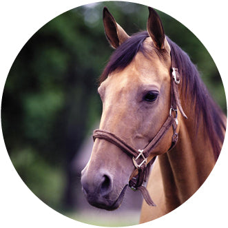 HORS12