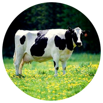 COW03